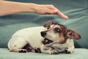 anxious little dog baring teeth with persons hand above head
