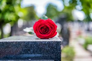 rose on top of gravestone