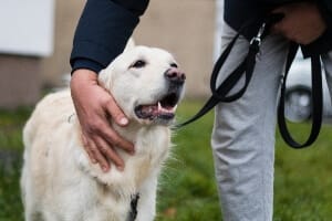 A large white dog outside, on a leash.