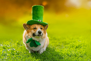 corgi on a field in St. Patrick's Day Hat