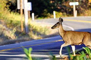 deer crossing road